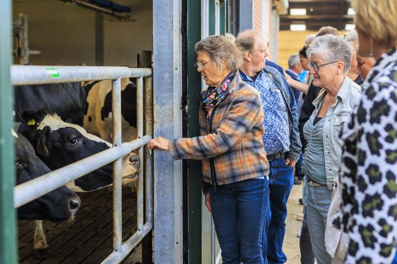 Smuk Oerke bij Melkveebedrijf De Swettepoel in Broek